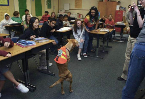 İnsan gibi yürüyen köpek