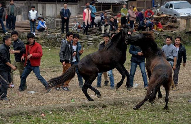 Atların vahşi ve kanlı kavgası