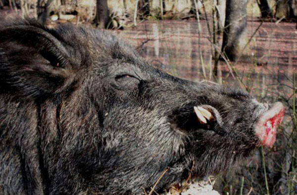 Vurduğu 226 kiloluk domuzla rekor kırdı