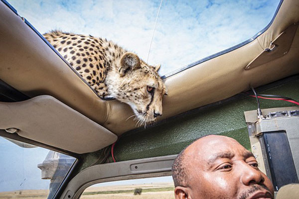 Serengeti Ulusal Parkı'nda davetsiz misafir