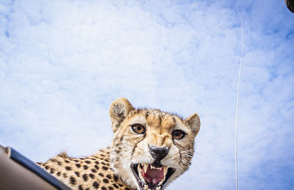 Serengeti Ulusal Parkı'nda davetsiz misafir