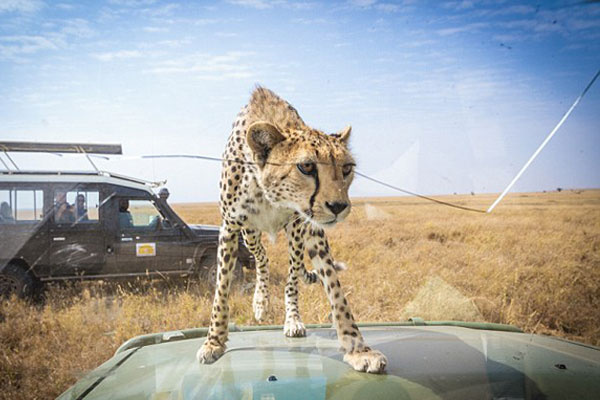 Serengeti Ulusal Parkı'nda davetsiz misafir