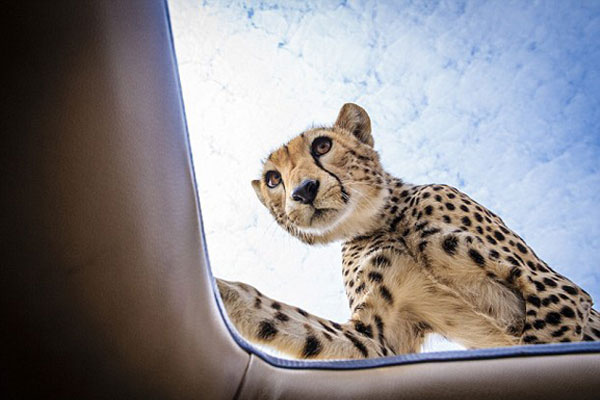 Serengeti Ulusal Parkı'nda davetsiz misafir