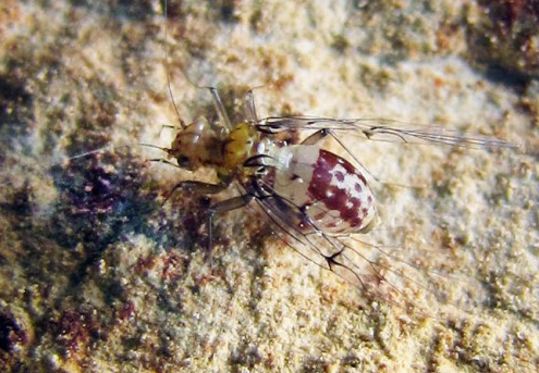 Penisli dişi vajinalı erkek böcek Neotrogla bulundu