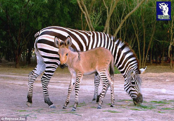 Üstü eşek, altı zebra! Bir kromozom mucizesi