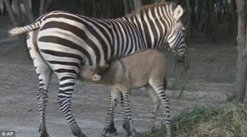 Üstü eşek, altı zebra! Bir kromozom mucizesi