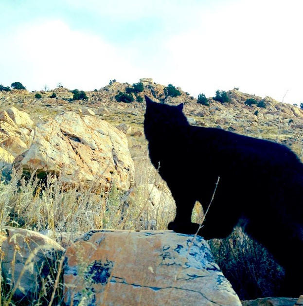 Dağcı kedi görenleri şaşırtıyor 