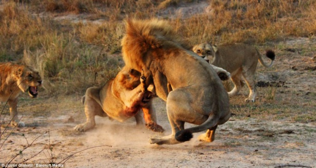 Dişi aslanlar eşlerini böyle kurtardı
