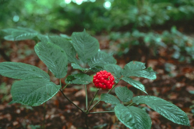 Ginseng nedir? Ginsengin faydaları nelerdir? Ginseng nasıl kullanılır?