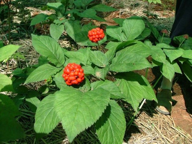 Ginseng nedir? Ginsengin faydaları nelerdir? Ginseng nasıl kullanılır?