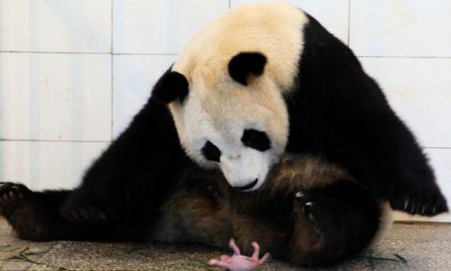 Pandanın doğum mucizesi