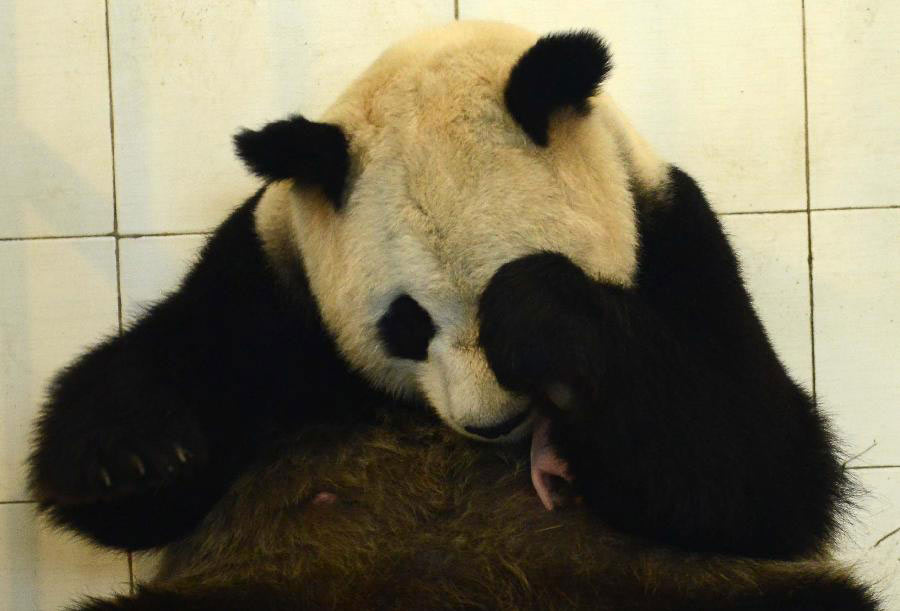 Pandanın doğum mucizesi