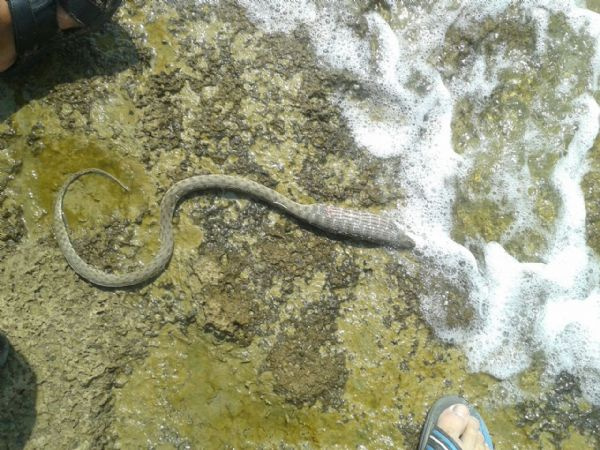 Змеи в турции. Змеи Турции. Морские змеи в Турции. Водоплавающие змеи Турции. Водные змеи Турции.