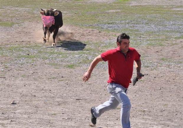 Kesilen boğa traktör vincinde taşındı