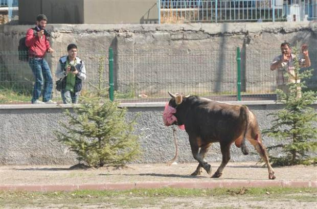 Kesilen boğa traktör vincinde taşındı