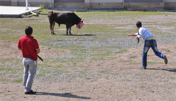 Kesilen boğa traktör vincinde taşındı