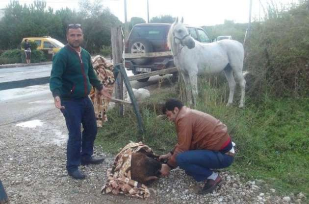 Şiddetli yağış hayvanları telef etti