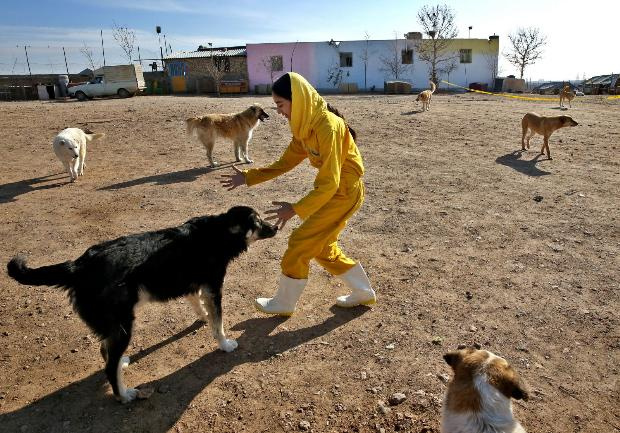 Bu ülkede köpek beslemek kötü görülüyor!