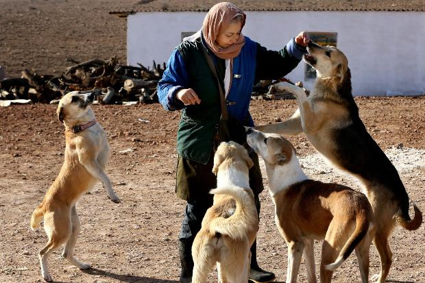 Bu ülkede köpek beslemek kötü görülüyor!