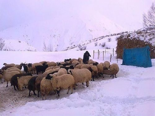 Yurttan kar manzaraları