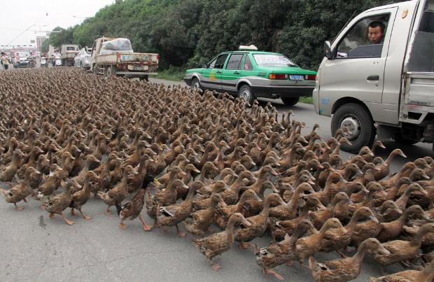 Trafikten şaşkına çeviren görüntüler