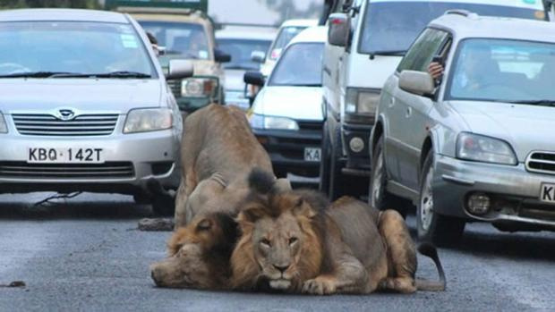 Trafikten şaşkına çeviren görüntüler