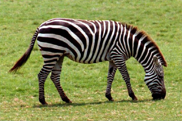 ''Zebra çizgisi''nin gizemi çözüldü