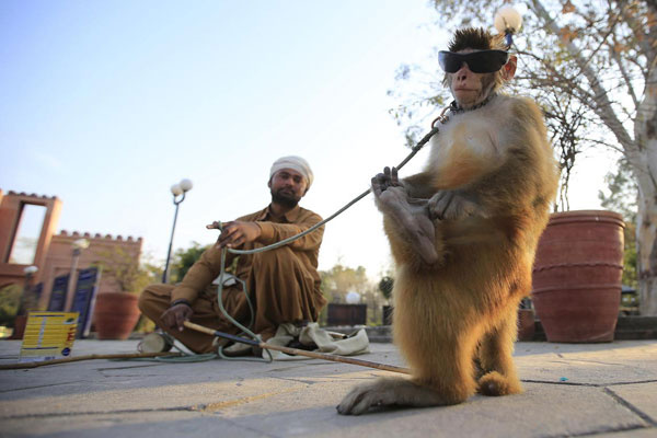 Pakistan'da maymun terbiyeciliği