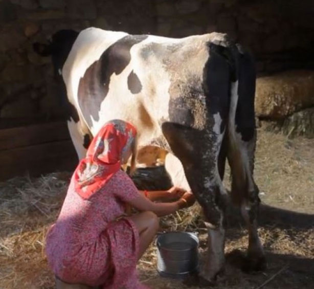 Vahşi cazibe İvana Sert süt sağarsa...