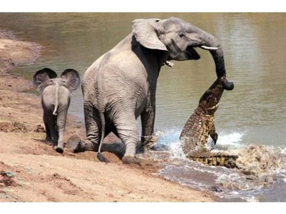Annesini timsahtan kurtaran yavru fil