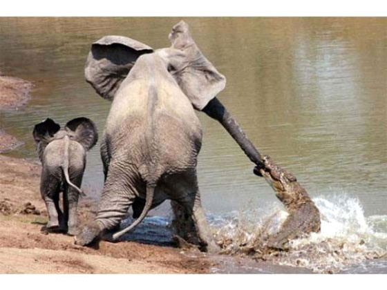 Annesini timsahtan kurtaran yavru fil