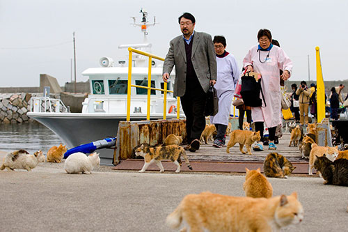 Japonya'nın 'Kedi Adası'