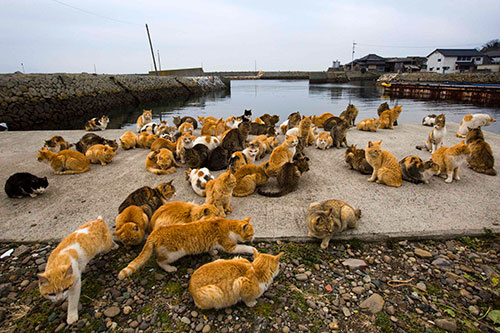 Japonya'nın 'Kedi Adası'