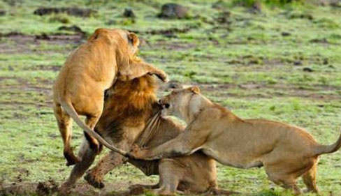 Dişi aslanların erkek aslanla mücadelesi