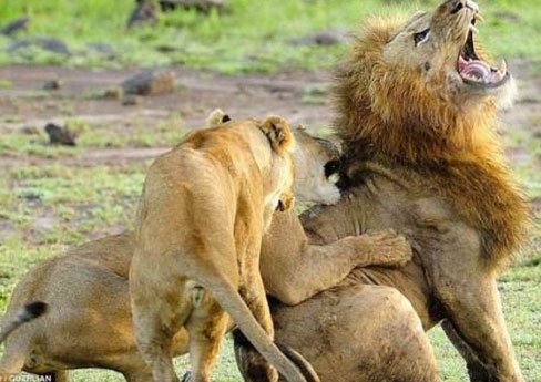 Dişi aslanların erkek aslanla mücadelesi