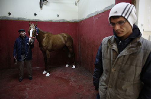 Yarış atları Veliefendi At Hastanesi'nde tedavi oluyor
