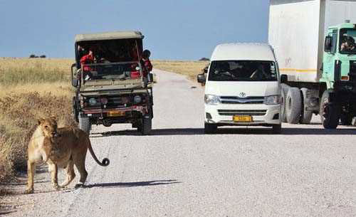 Safari araçlarının arasına dalan aslan