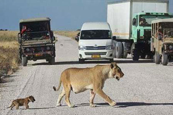 Safari araçlarının arasına dalan aslan