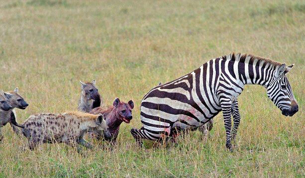Sırtlanlar hamile zebraya saldırdı