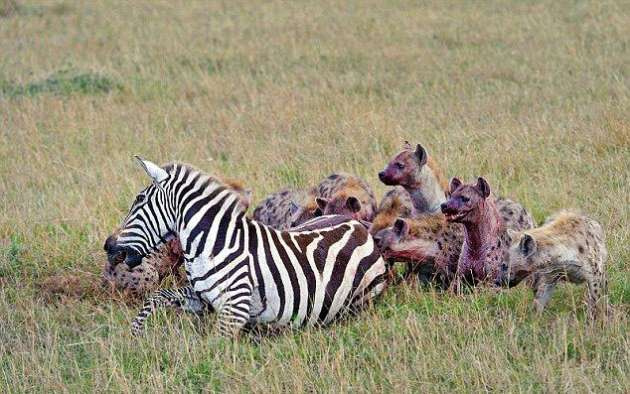 Sırtlanlar hamile zebraya saldırdı
