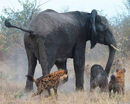 Yavrusunu kurtarmaya çalışan anne fil şaşırttı