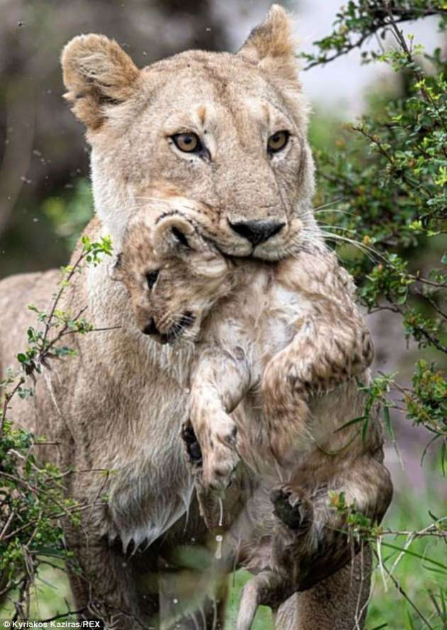 Anne aslan yavrusu için kendini tehlikeye attı