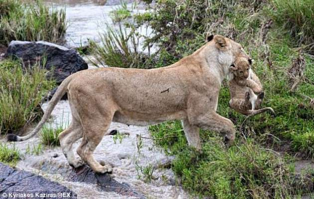 Anne aslan yavrusu için kendini tehlikeye attı