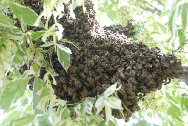 Şehre inen arılar kabus yaşattı