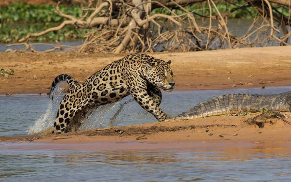 Jaguar ve timsahın inanılmaz mücadelesi