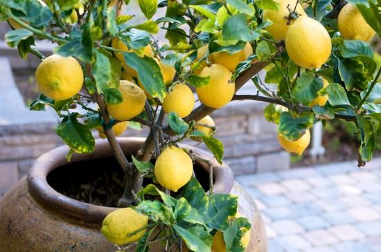 Limonun faydaları sivilceleri yok ediyor