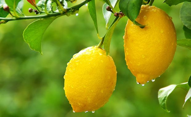 Limonun faydaları sivilceleri yok ediyor