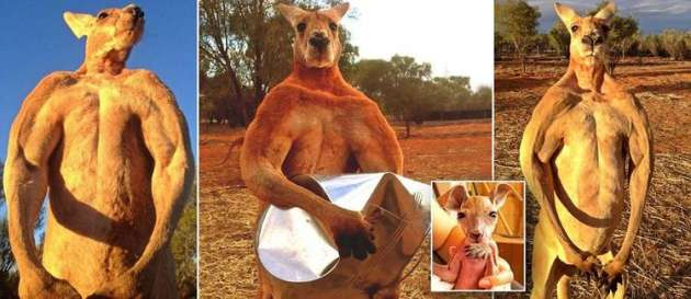 Süper kanguru görenleri şaşırtıyor