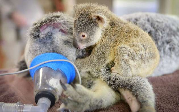 Yavru koala annesini bir an bile yalnız bırakmadı