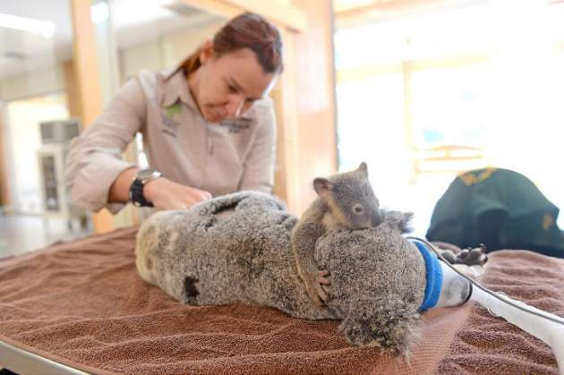 Yavru koala annesini bir an bile yalnız bırakmadı